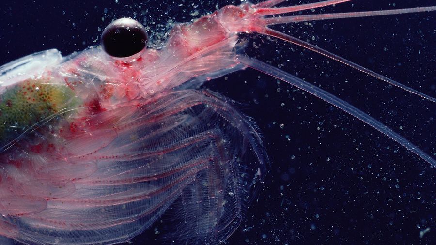 Krill-Krebstierchen in Nahaufnahme. Chinesische Fischkutter dezimieren die Bestände, um aus dem Krill Futtermittel zu machen.