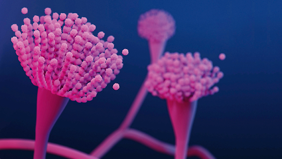CS298821 - Bacteria