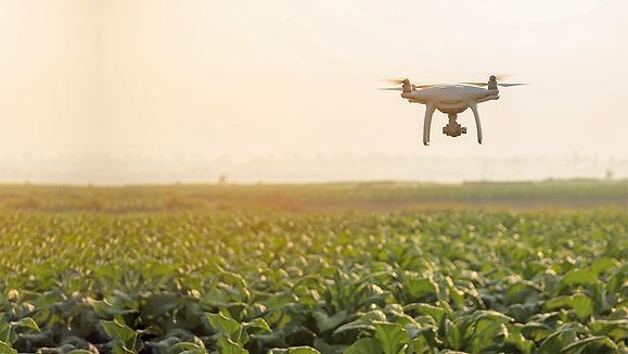 Flying drone above the wheat field Tobacco farm 