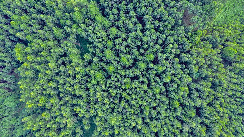 Deutschland, Bayern, Muenchen, Chiemgau, Wald, Baeume