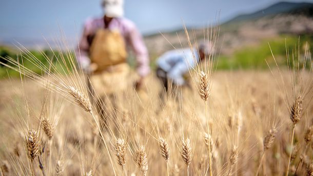 Hand harvesting of wheat