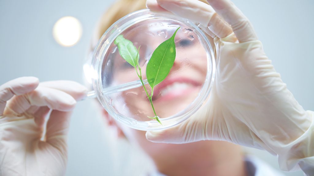 Woman scientist holding a test tube with plant