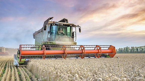 Combine harvester harvests ripe wheat. Ripe ears of gold field on the sunset cloudy orange sky background. . Concept of a rich harvest. Agriculture image.