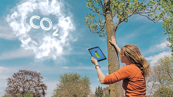CO2 Speicherung - eine Frau prüft das Alter das Baumes und somit auch den gespeicherten CO2-Gehalt