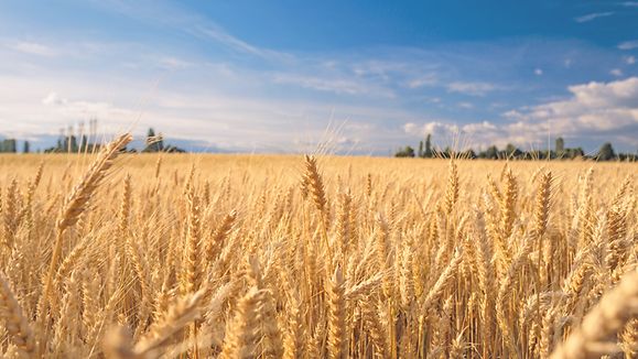 Farmland. Golden wheat field under blue sky.